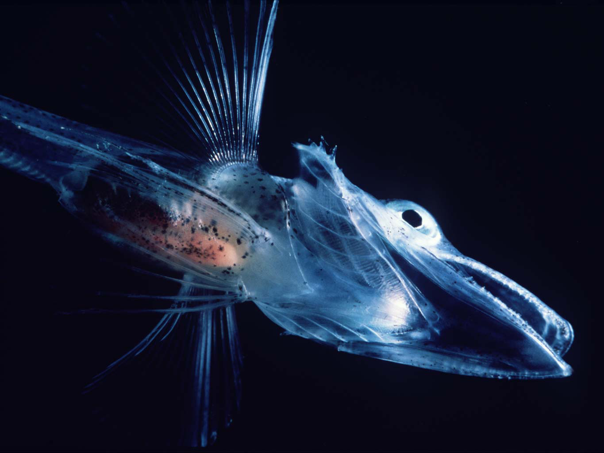 Kako je riba ‘Icefish’ prevarila krv? Antarktički duh bez crvenila Kako je riba ‘Icefish’ prevarila krv? Antarktički duh bez crvenila