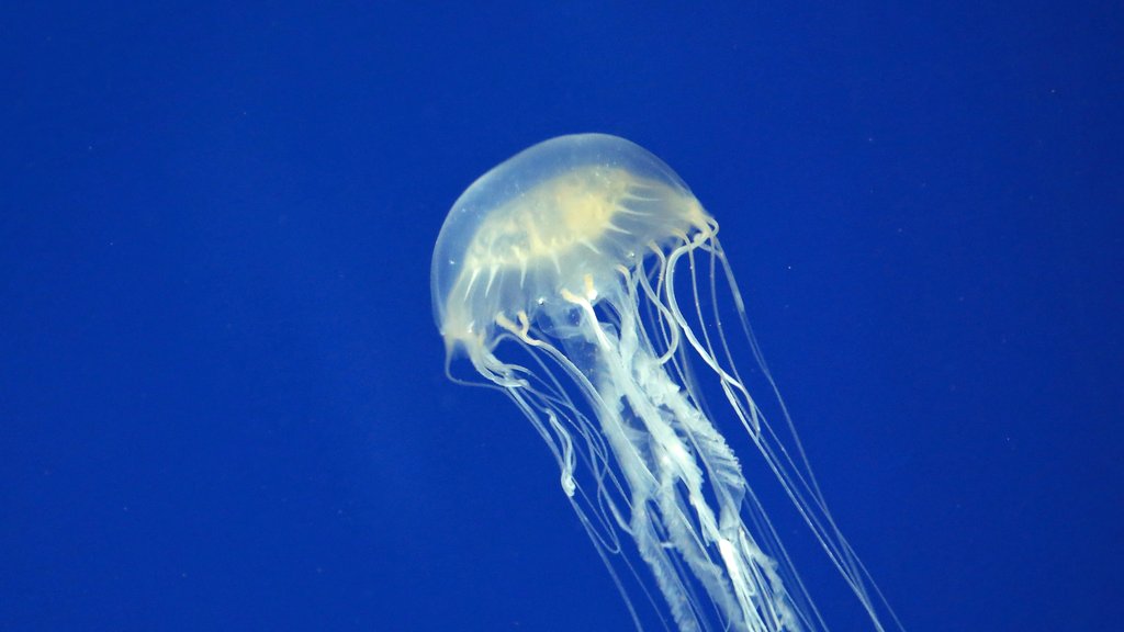 Kako je morska osa ubila 63 osobe u jednoj godini? Smrtonosni zagrljaj Australije