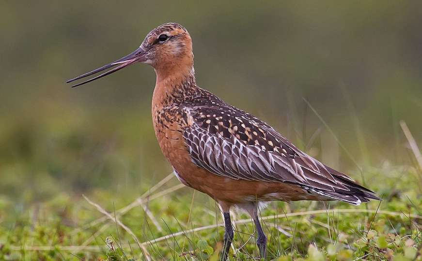 Kako je ptica broj 9 preletjela 13.560 km bez prestanka? Nevjerovatni let Riđe muljače