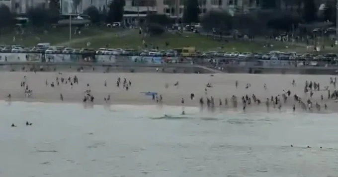 Tragična proslava Hanuke u Sydneyu: Pucnjava na plaži, žrtve na sve strane Tragična proslava Hanuke u Sydneyu: Pucnjava na plaži, žrtve na sve strane