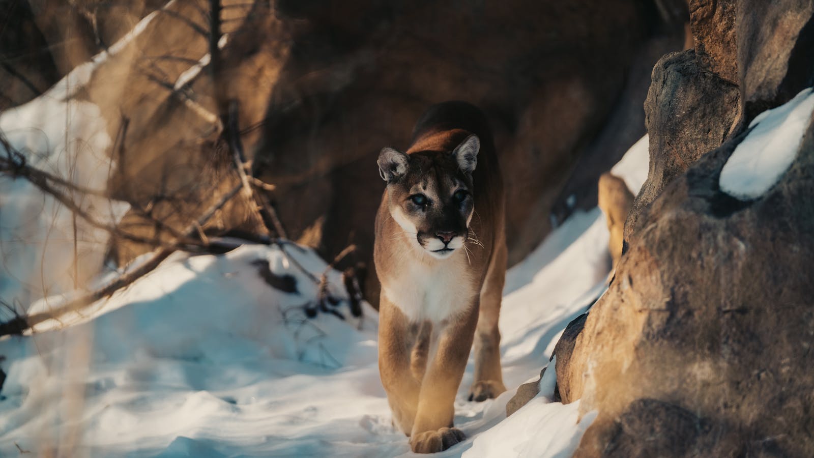 Puma usmrtila planinarku u Coloradu, SAD