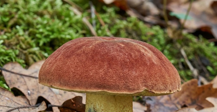 Gljiva koja izaziva halucinacije: Naučnici istražuju neobičan fenomen