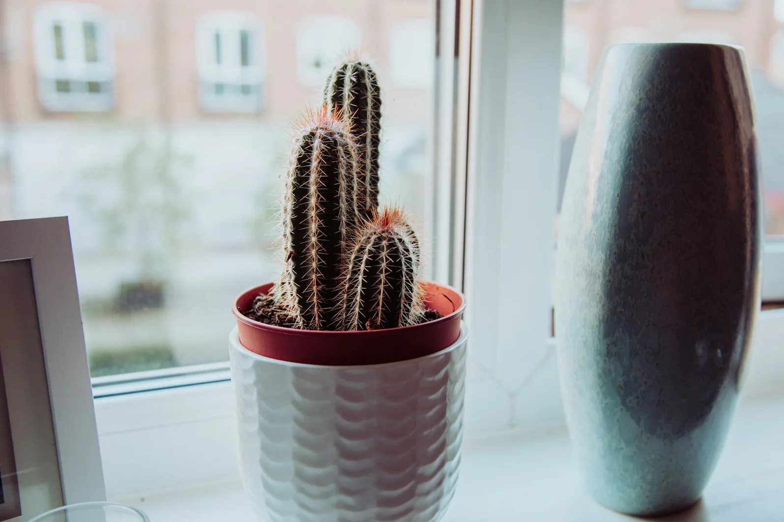 Koliko često zalijevati kaktus: Savjeti za njegu ove pustinjske biljke