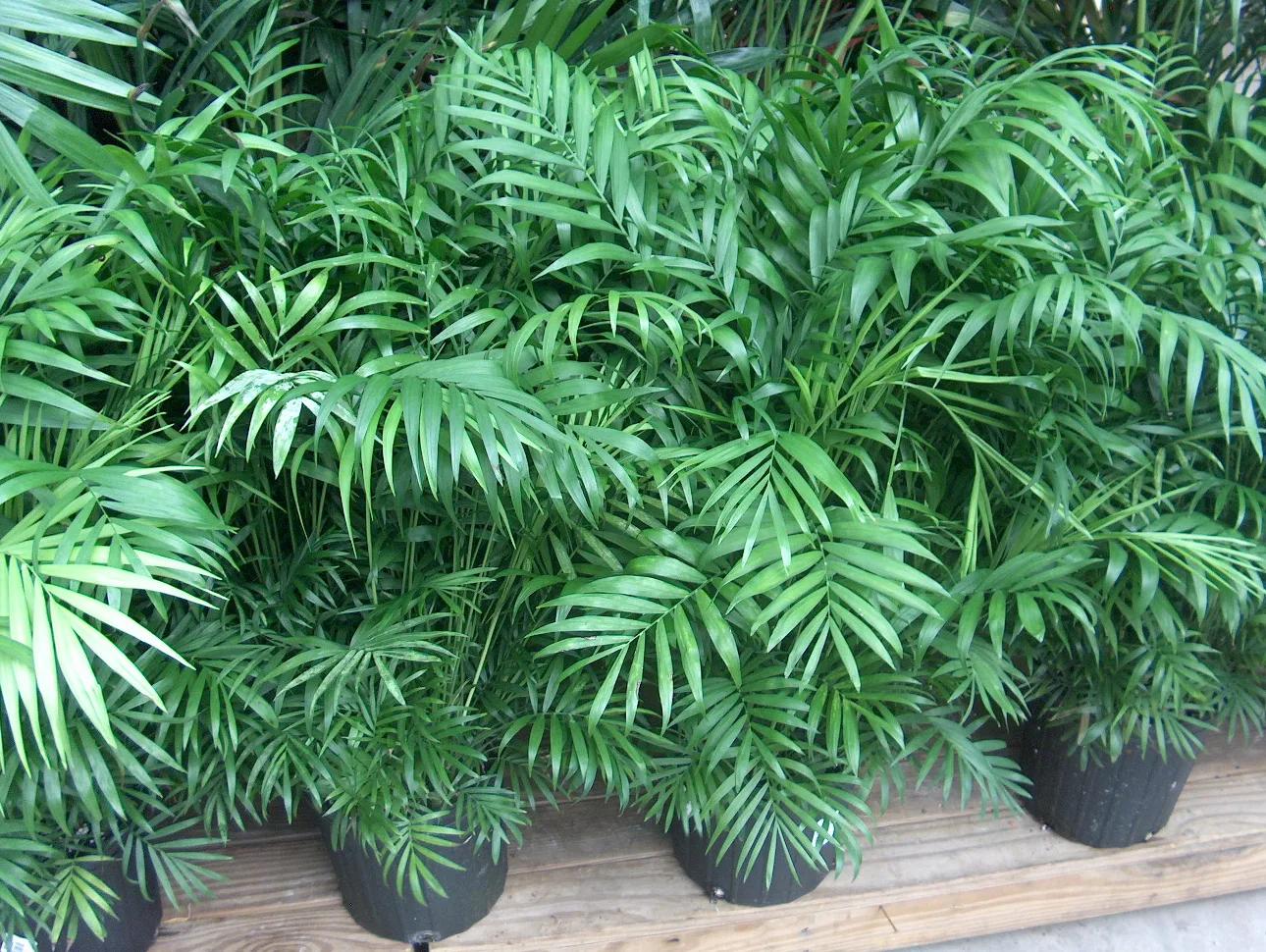 Sobne biljke koje će dominirati 2026: Više od estetike