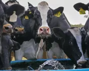 Grupa crno-bijelih krava pije vodu iz pojilišta u Republici Srpskoj, sa žutim ušnim markicama.