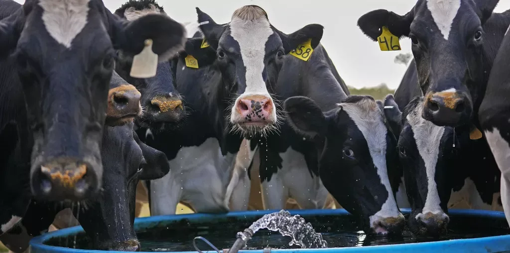 Mljekari u Federaciji BiH traže hitnu zabranu uvoza: ‘Ako se ne reaguje, blokirat ćemo granice’