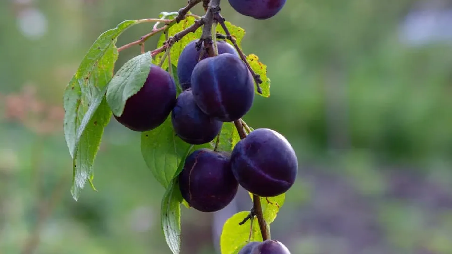 Uzgajanje šljiva u Republici Srpskoj postaje unosan posao