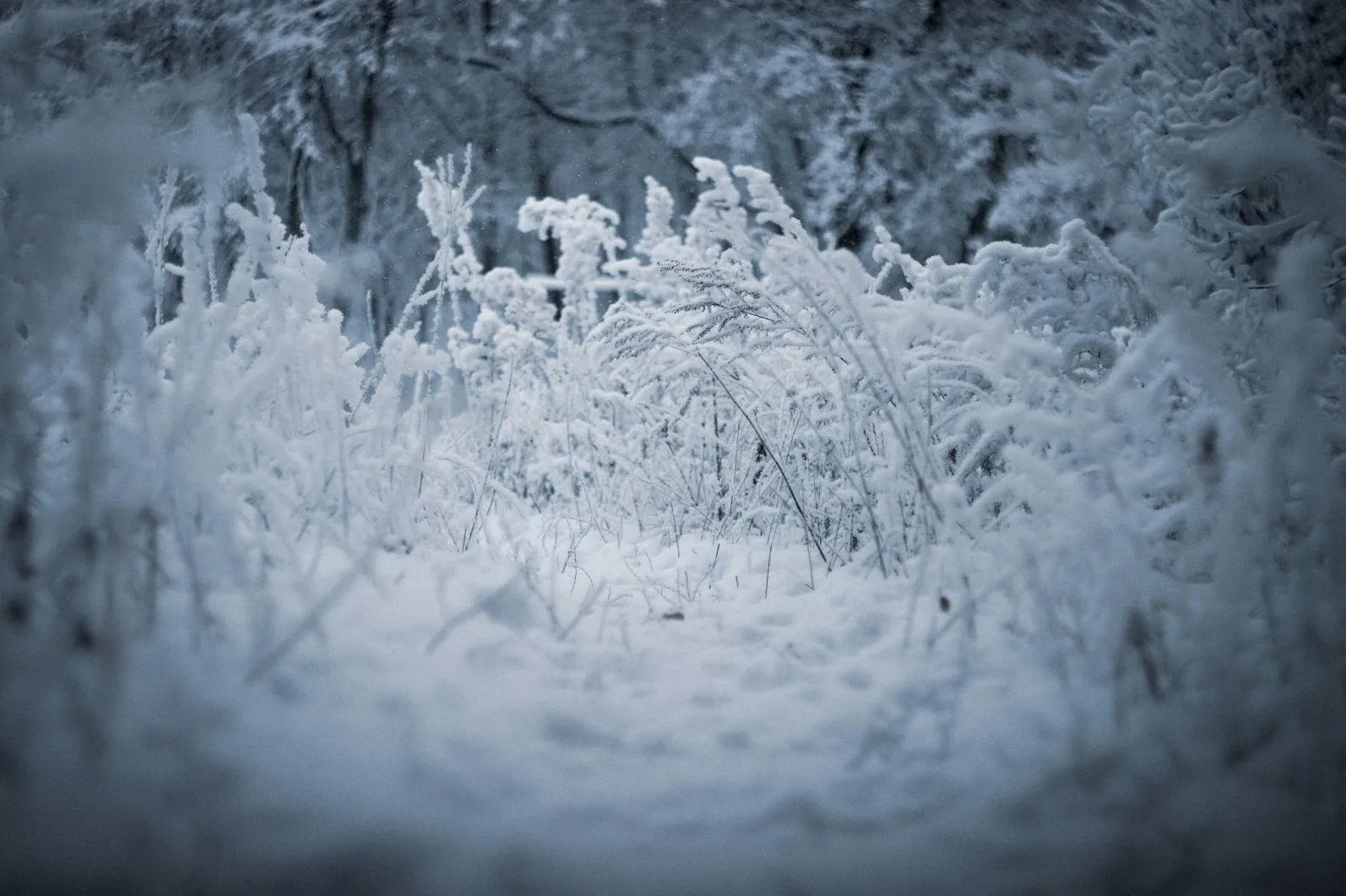 Sibirski udar: Evropi prijeti ledeni talas krajem januara