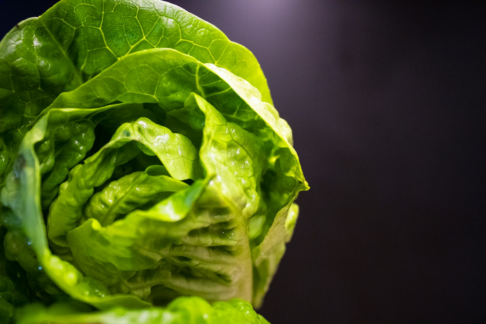 a close up of a lettuce on a black background
