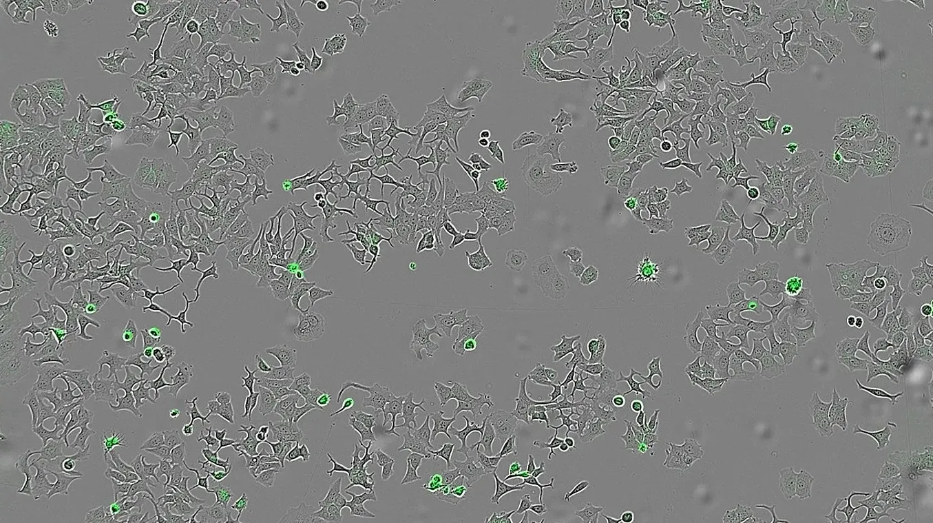 Drevna bakterija iz ledene pećine otkriva tajne: Soj star 5.000 godina otporan na deset modernih antibiotika