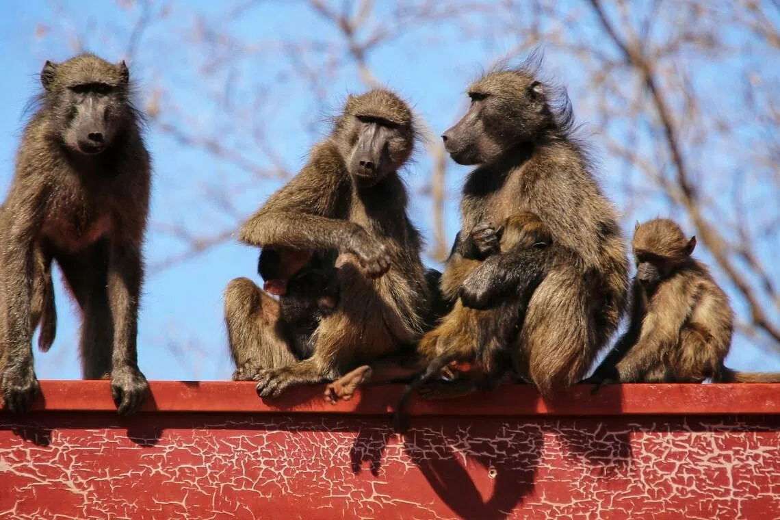 I babuni znaju biti ljubomorni: Naučnici otkrili da mladi majmuni takmiče se za pažnju majke kao ljudska djeca