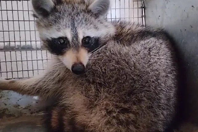 Rakun ‘slijepi putnik’ preživio transatlansko putovanje u kontejneru: Sada ima novi dom u Bjelorusiji