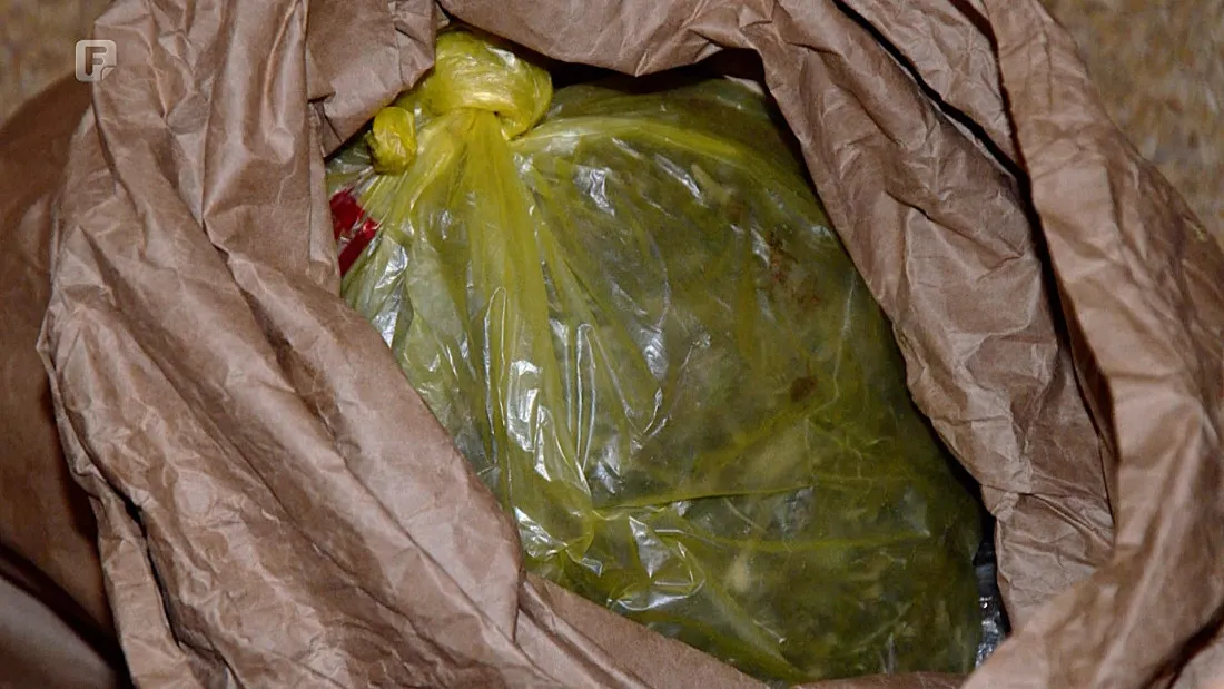 Skandal u Bijeljini: Otkrivena plantaža marihuane, među suvlasnicima i šef osiguranja Milorada Dodika