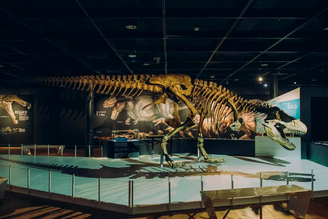 T. rex je trčao na vrhovima prstiju ‘kao kokoš od osam tona’, otkriva nova studija