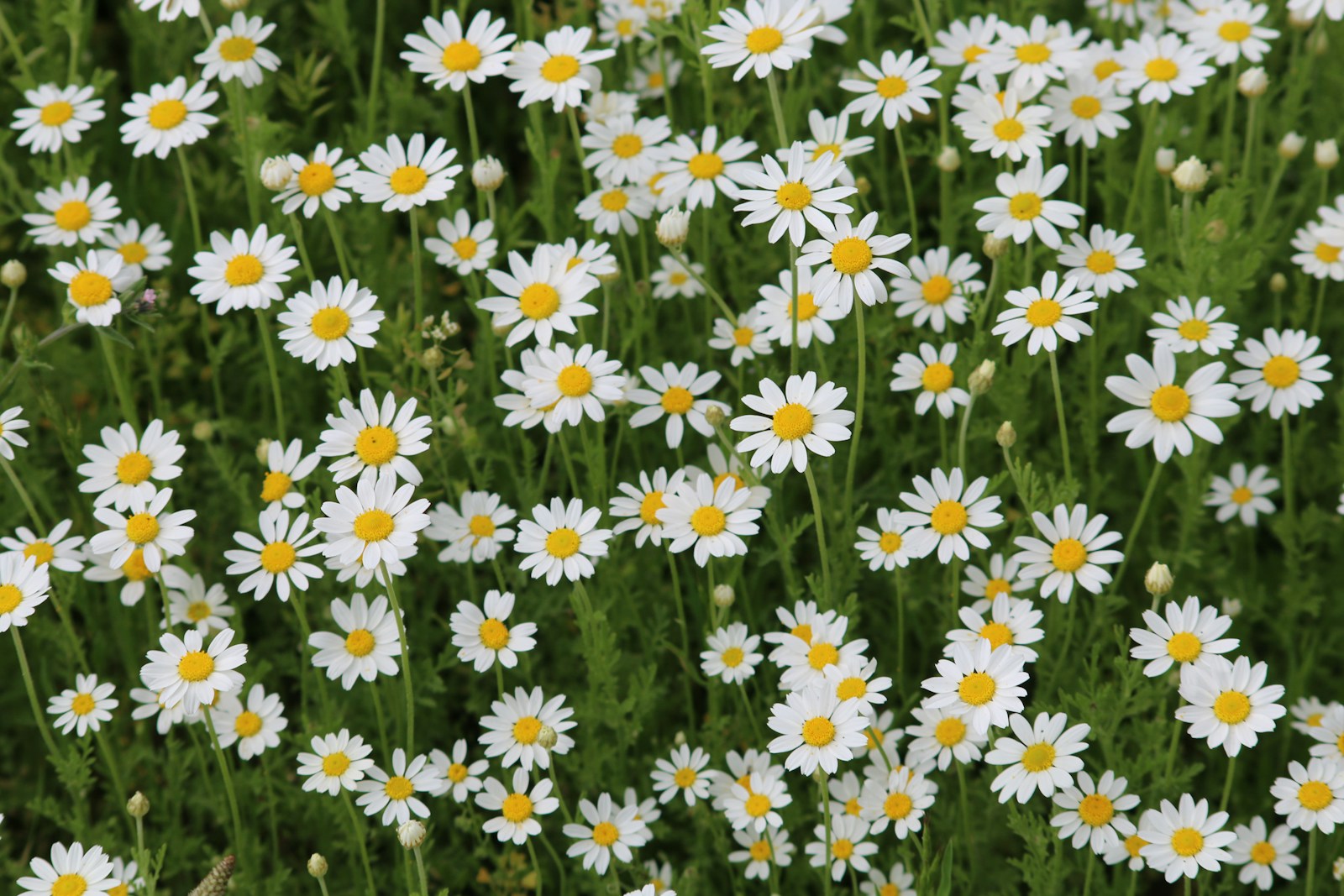 a field of white and yellow daisies
