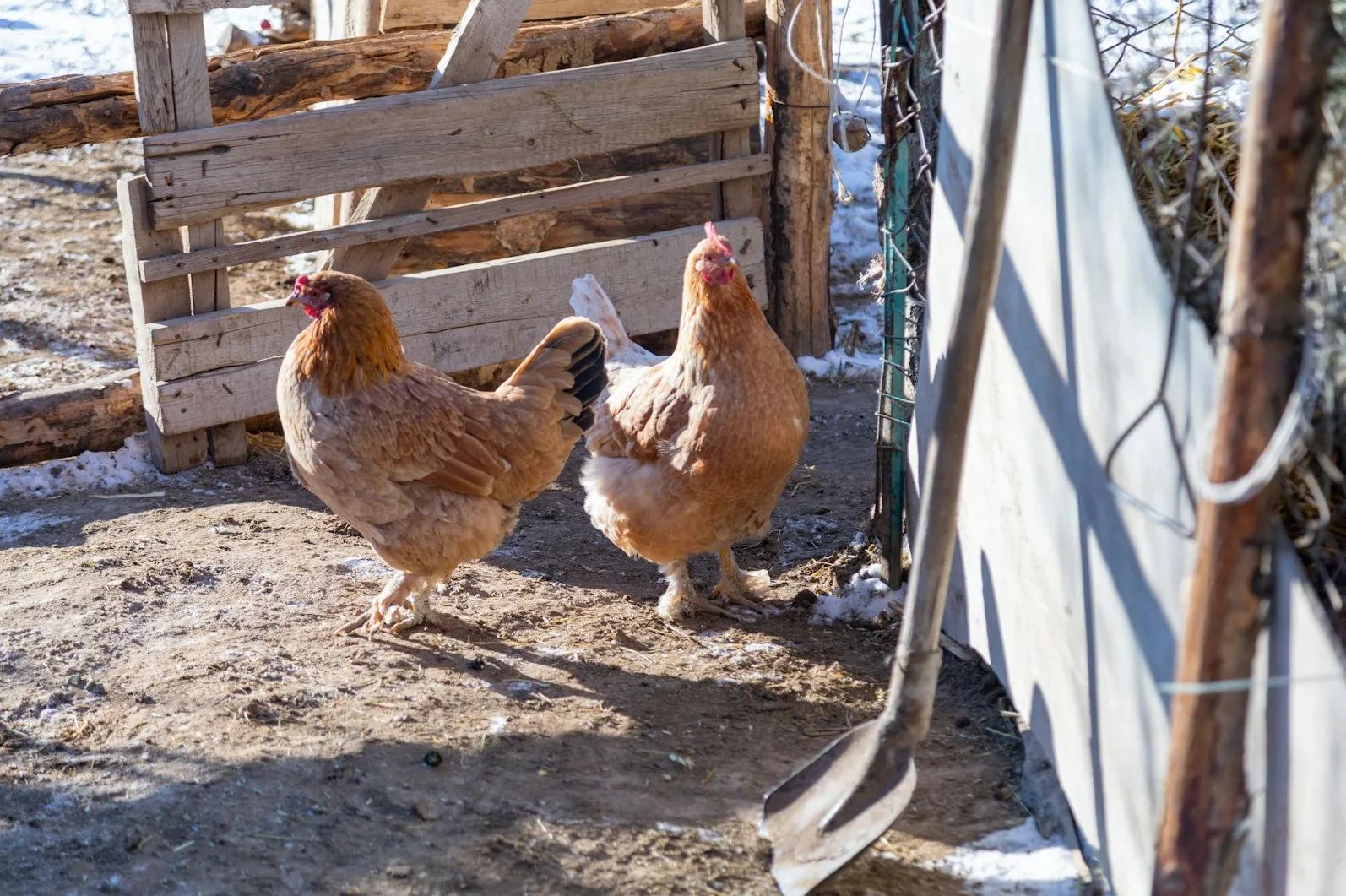 Dvije smeđe koke stoje na tlu ispred drvene ograde sa snijegom u pozadini.