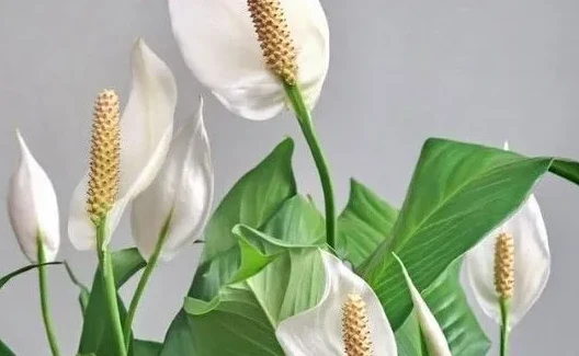 Bijeli cvjetovi mirnog ljiljana sa zelenim listovima