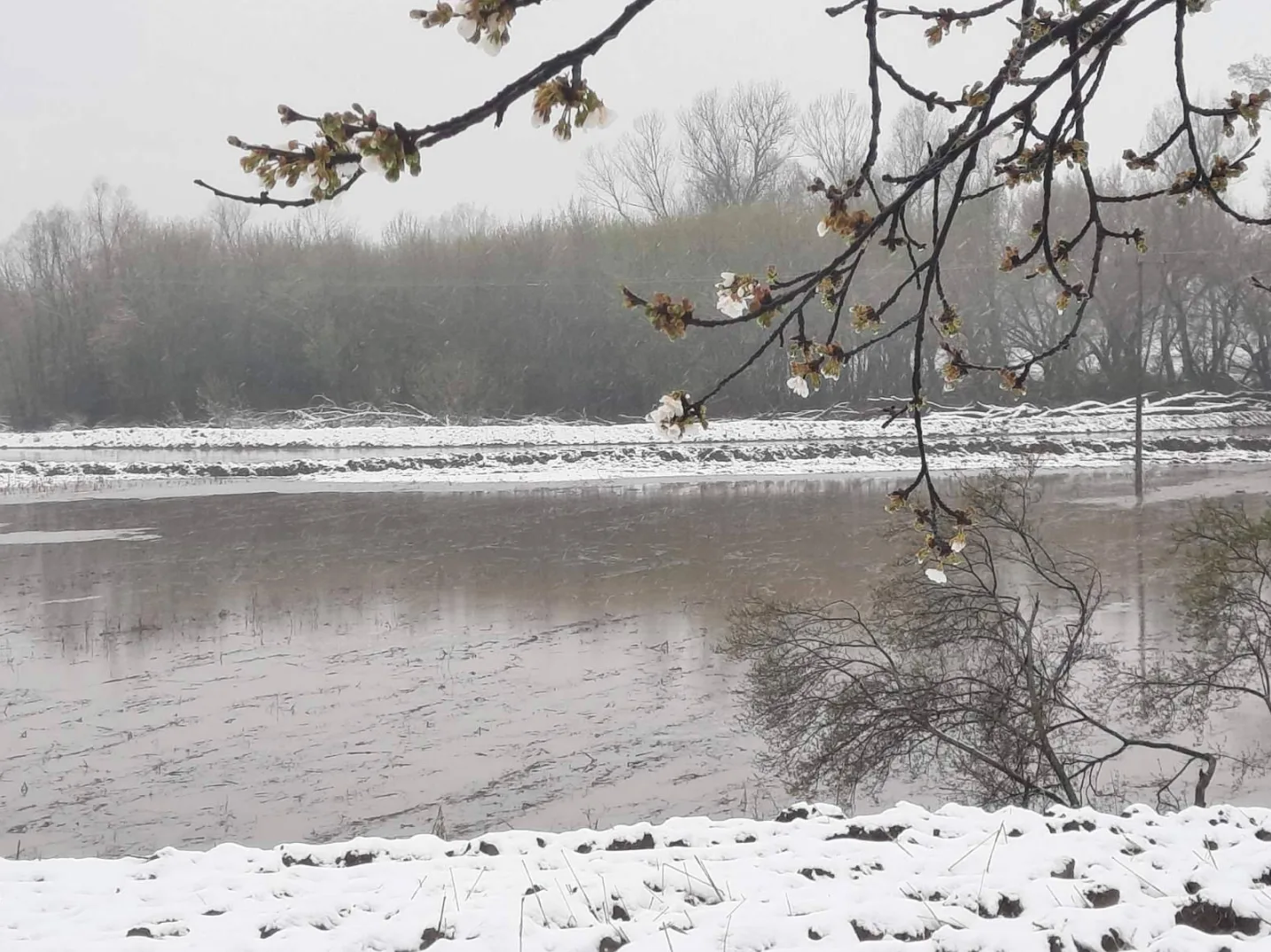 Grane drveta s cvjetnim pupoljcima prekrivene snijegom, ispred polja natopljenog vodom i blatom, uz drveće u daljini.