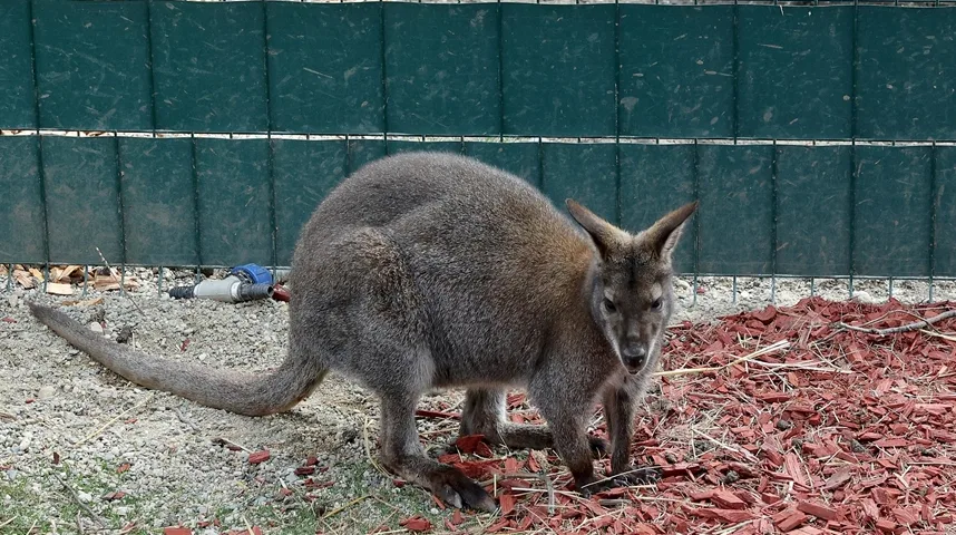 Mali valabija stoji ispred zelenog zida s tlom prekrivenim šljunkom i crvenim malčom.