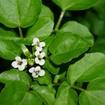 Potočarka proglašena najzdravijim povrćem na svijetu: Evo zašto i kako da je uključite u ishranu