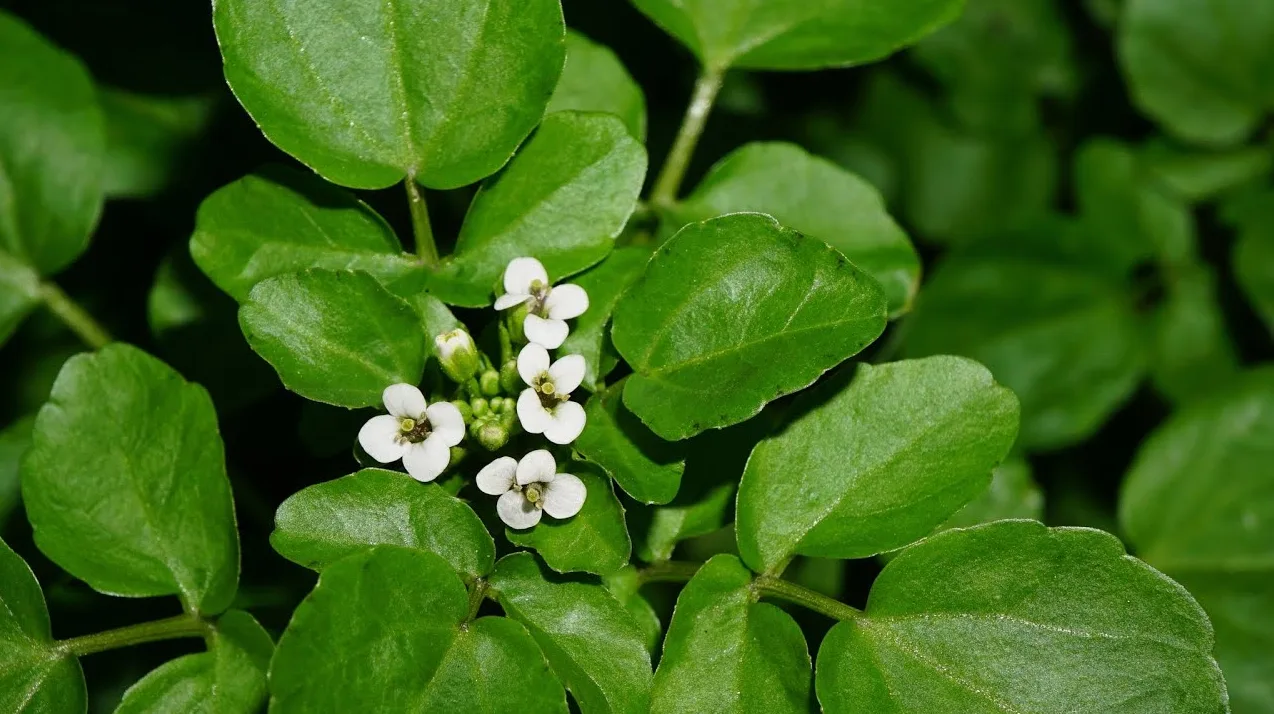 Bliski pogled na vodenu potočnicu (Nasturtium officinale) s malim bijelim cvjetovima i bujnim zelenim listovima.