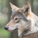 Vuk napao ženu u centru Hamburga: Prvi takav incident nakon decenija