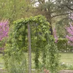 Dan planete Zemlje u Banjaluci: Zasađene prve zaštićene žute bukve, a najmlađi uče kako se čuva priroda