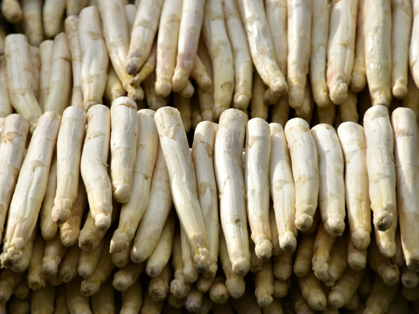 Hrpa svježih stabljika bijele šparoge