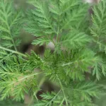 Kako slatki pelin postaje moćan saveznik u borbi protiv raka?