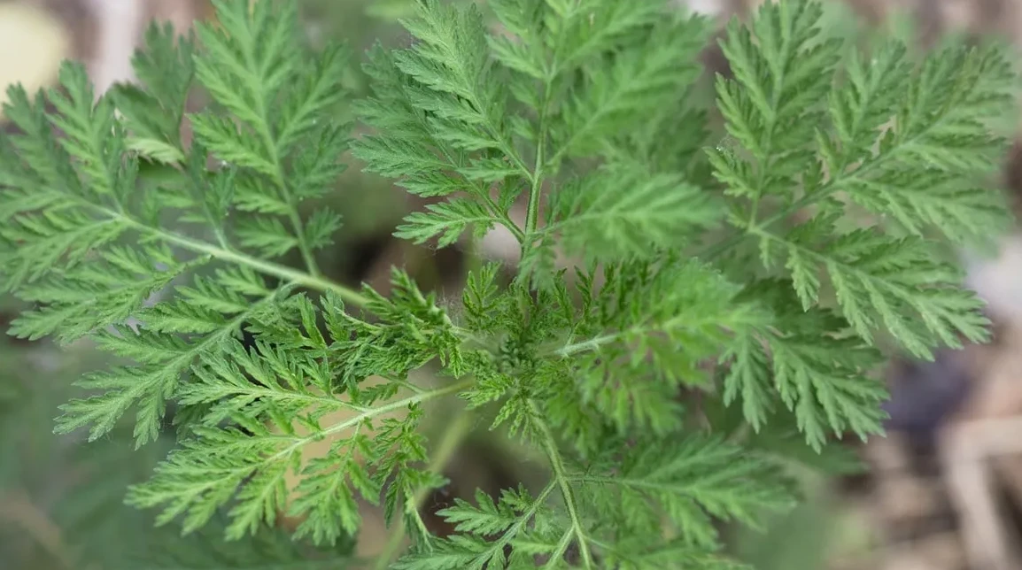 Listovi biljke pelina izbliza