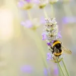 Izvanredna otpornost: Matice bumbara mogu preživjeti potopljene sedmicu dana, otkriva nova studija