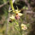 Rijetka orhideja prvi put otkrivena u BiH: Jadranska kokica kod Blagaja