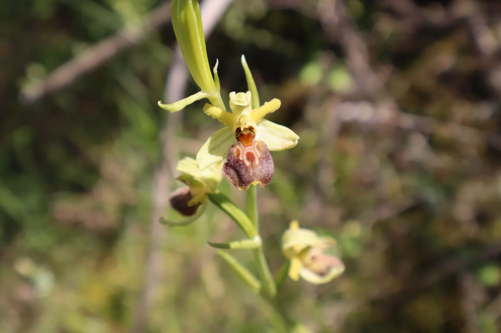 Detaljan prikaz cvijeta vrste orhideje Ophrys, sa smeđim i žutim laticama te složenom unutrašnjošću cvijeta.