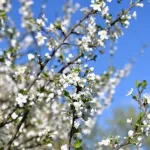 Sunčano i toplo danas, ali promjena stiže: U utorak i srijedu kiša i grmljavina