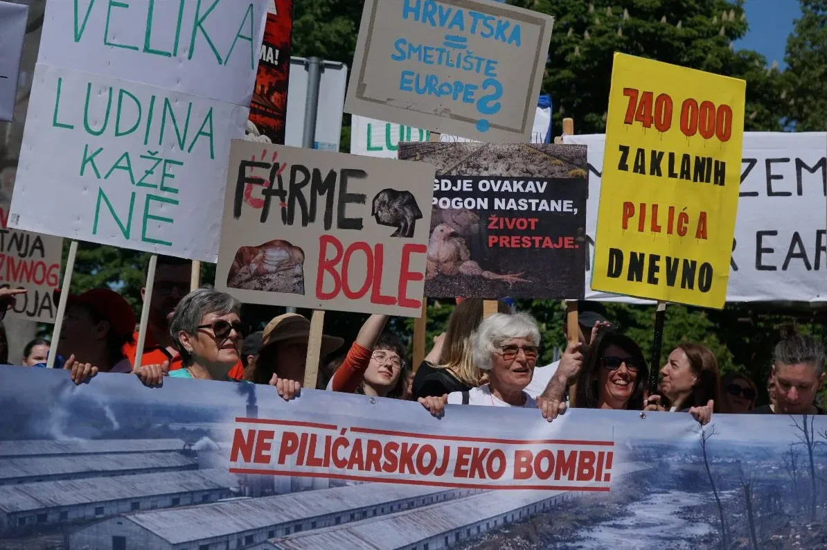 Grupa ljudi drži transparente na demonstracijama, neki od njih pokazuju slike peradi i natpise poput "Farme bole", "740.000 zaklanih pilića dnevno", i "Ne pilećoj eko bombi!".