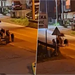 Divlje svinje opet na ulicama Živinica: Snimljene kako se kreću gradskim područjem, građani upozoreni