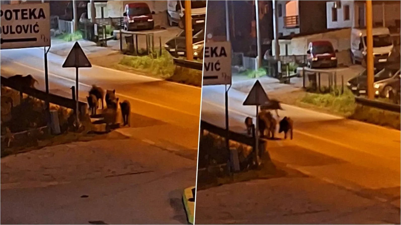 Skupina divljih svinja, uključujući odrasle jedinke i mlade, kretala se cestom u blizini znaka "APOTEKA DULOVIĆ" tokom noći.