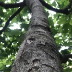 Stručnjaci upozoravaju: Ovo drvo nikako ne sadite uz kuću, može napraviti ozbiljnu štetu temeljima