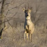 Četiri decenije nakon nuklearne katastrofe: Černobil postao utočište za divlje životinje