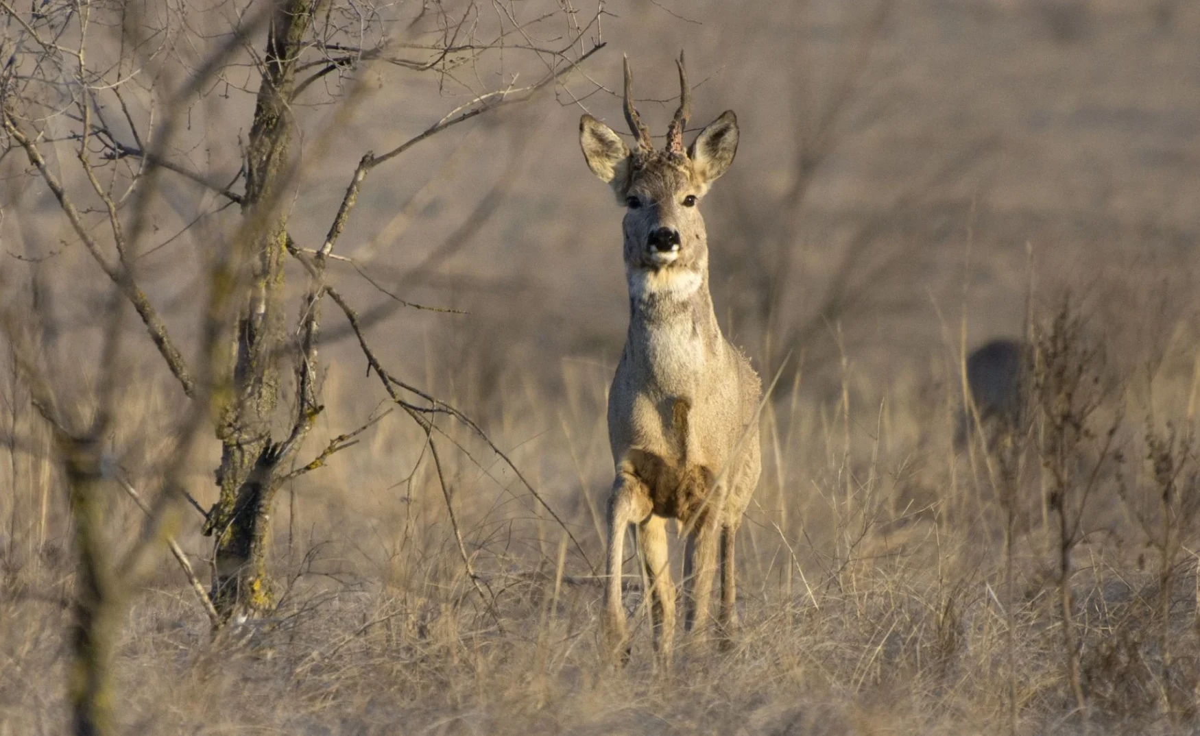 Mlad jelen sa rogovima stoji u suhom polju.