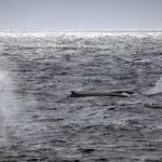 Svjetski okeani dobili veću zaštitu: Premašeno 10% površine