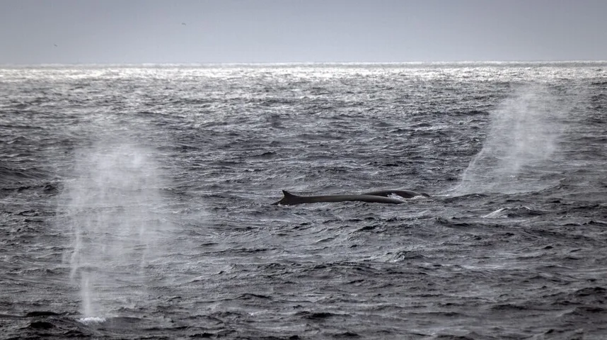 Dva kita plivaju uzburkanim tamnim morem dok izbacuju vodu kroz svoje ventilacijske otvore, stvarajući oblake pare u maglovitom danu.