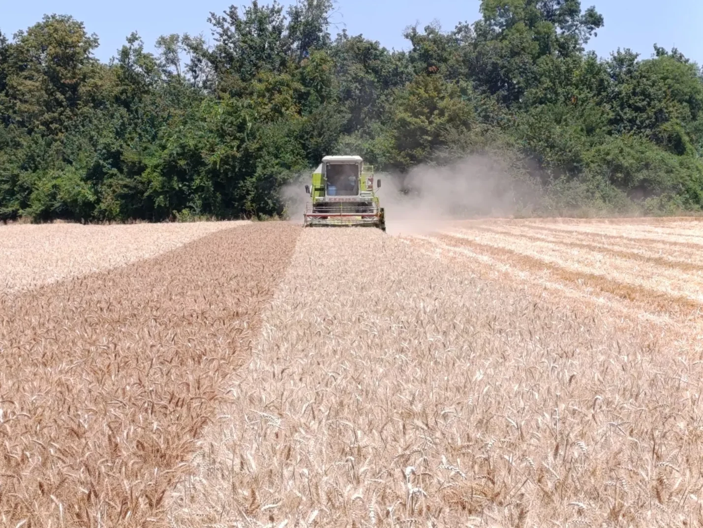 Kombajn vrši žetvu pšenice na polju