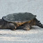 Kornjače ubice prijete Rimu: Pronađene dvije agresivne jedinke