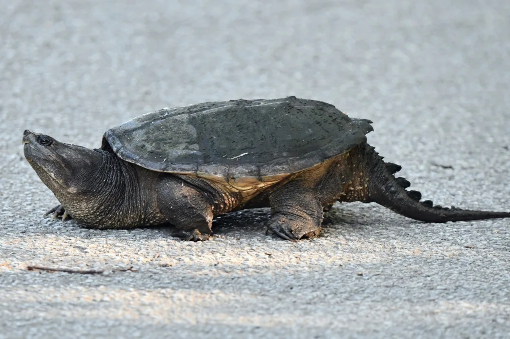 Kornjača koja se kreće po asfaltnom putu.