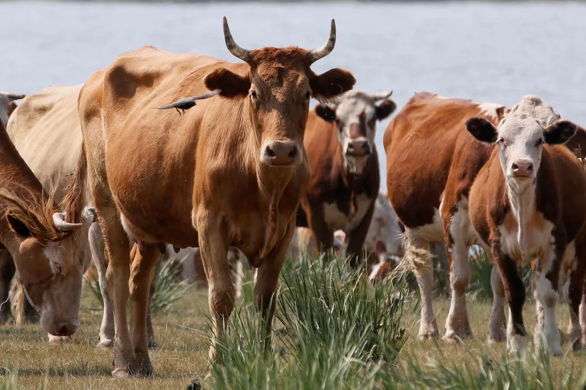 Organizovana krađa stoke u Texasu: Uhapšeno pet muškaraca nakon što su ukrali i zaklali 70 grla goveda