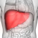 Globalna epidemija masne jetre: Studija upozorava da će do 2050. oboljeti više od milijarde ljudi