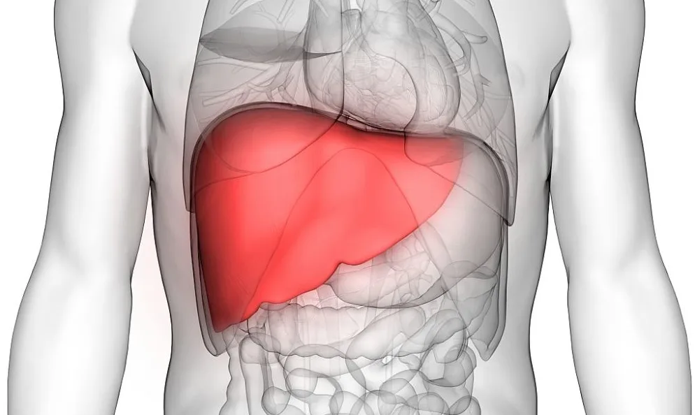Anatomski model ljudskog tijela sa istaknutom crvenom jetrom.