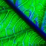 Inovacije u energetici: Umjetna fotosinteza i energija iz otpada mijenjaju svijet