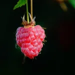 Zašto su maline superhrana za srce, mozak i nivo šećera?